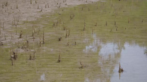 马来西亚恩道 封闭热带红树林的呼吸根 低潮红树林浅水区的树根 — 图库视频影像
