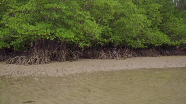 Panning Shot Tropical Mangrove Forest Trees Roots Pneumatophores Aerial Roots — Vídeo de Stock