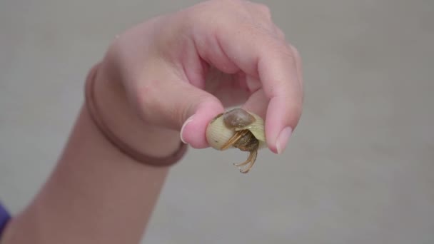 Ręka Kobiety Trzymającej Kraba Pustelnika Muszlą Piaskowej Plaży Zbliżenie Dzika — Wideo stockowe