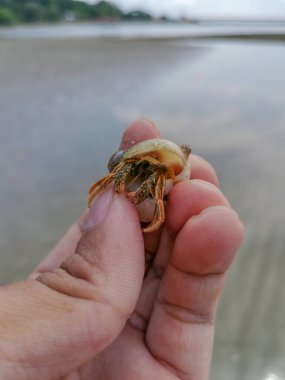 Keşiş yengeci eldeki kabukta saklanır. Lavaboda bir erkek eli tutan küçük keşiş yengeci. El ele tutuşan yengeç.