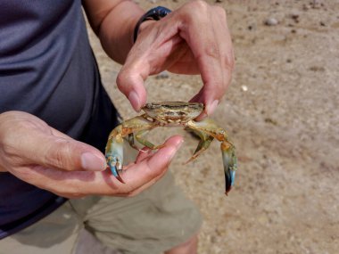 Sahilde yengeç tutan Asyalı erkeklerin yakın çekimi. Bir adam denizde mavi yüzücü yengeci yakaladı. Mavi yüzen yengeç yakalıyorum. Deniz ürünleri, vahşi yaşam, seyahat konsepti.