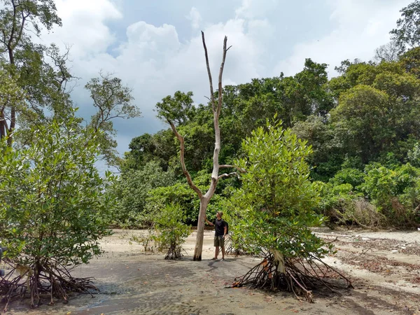 Traveller Asian Backpacker Σταθεί Ένα Νεκρό Δέντρο Μανγκρόουβ Τροπικό Δάσος — Φωτογραφία Αρχείου