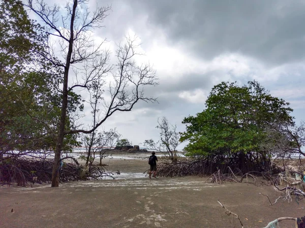 트래블러 아시안 여행자는 때죽은 나무와 구름낀 맹그로브 해변에서 말레이시아 엔다우 — 스톡 사진