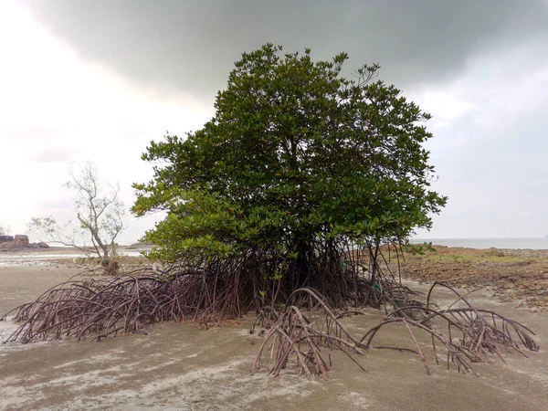 Μοναχικό Δέντρο Μαγκρόβια Στην Αποψιλωμένη Παραλία Δάσος Μαγκρόβια Κατά Διάρκεια — Φωτογραφία Αρχείου