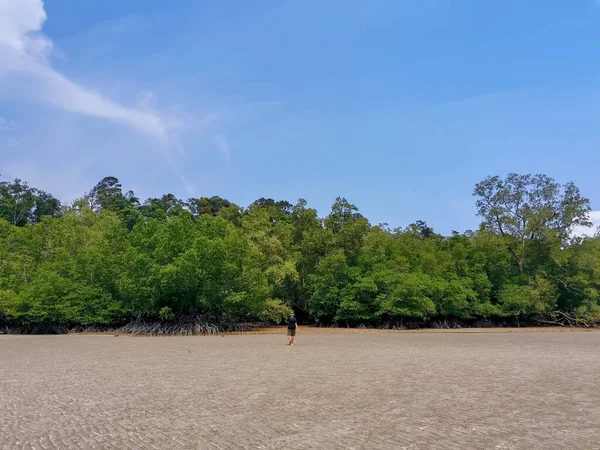 Male Asian Traveler Walking Mangrove Forest Low Tide Period Travel — Stockfoto