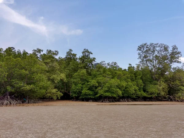 Forêts Tropicales Mangroves Racines Pneumatophores Racines Aériennes Vue Depuis Plage — Photo