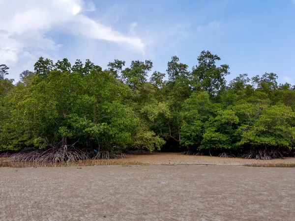 Tropical Mangrove Forest Trees Roots Pneumatophores Aerial Roots View Sandy — 스톡 사진