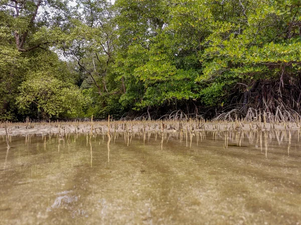 Low Angle View Mangrove Trees Roots Pneumatophores Aerial Roots 홍수림은 — 스톡 사진