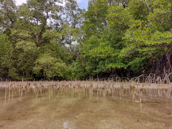 Vue Angle Bas Des Racines Des Mangroves Des Pneumatophores Des — Photo