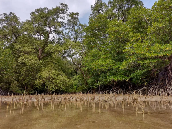 Χαμηλή Γωνία Θέασης Των Ριζών Των Μαγγρόβιων Δέντρων Των Πνευμονιοφόρων — Φωτογραφία Αρχείου