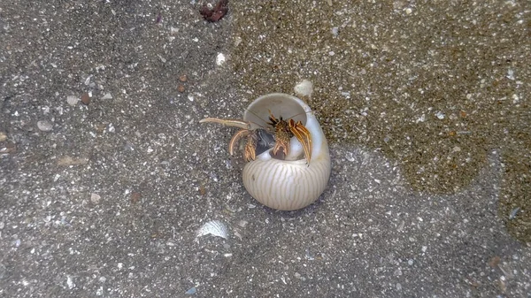 Menutup Kelomang Kepiting Bersembunyi Shell Dangkal Air Laut Permukaan Air — Stok Foto