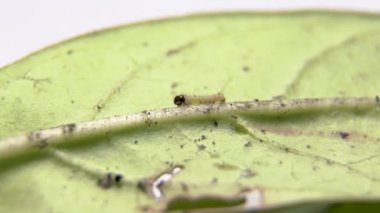 Yaprağın üzerinde yürüyen ilk Hükümdar tırtılı. Sade Kaplan Kelebeği 'nin minik tırtılı Samanotu yaprağında sürünüyor. Yeni doğmuş tırtıl. Bebek tırtıl