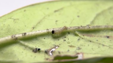 Yaprağın üzerinde yürüyen ilk Hükümdar tırtılı. Sade Kaplan Kelebeği 'nin minik tırtılı Samanotu yaprağında sürünüyor. Yeni doğmuş tırtıl. Bebek tırtıl