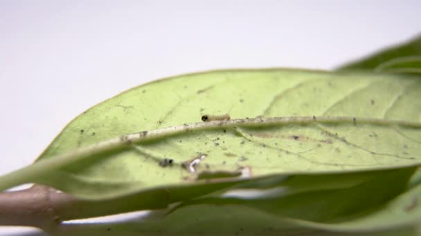 Primeiro Instar Monarch Lagarta Andando Folha Pequena Lagarta Borboleta Tigre — Vídeo de Stock