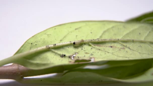 Primer Instar Oruga Monarca Caminando Sobre Hoja Oruga Diminuta Mariposa — Vídeo de stock