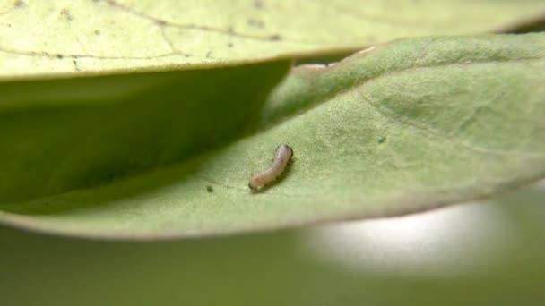 Olarak Monarch Tırtılı Sade Kaplan Kelebeği Nin Küçük Tırtılı Samanotu — Stok video