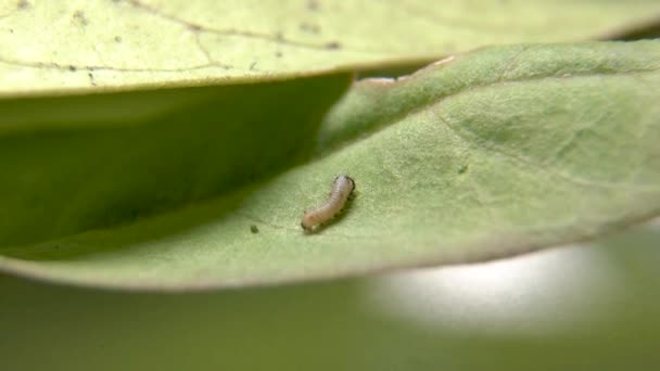 Primeira Lagarta Monarca Instar Pequena Lagarta Borboleta Tigre Liso Comendo — Vídeo de Stock