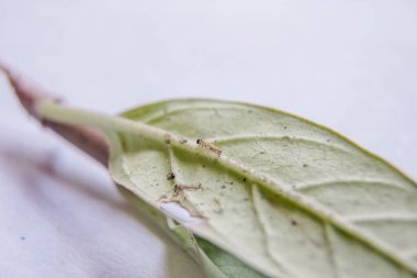 Yaprağın üzerinde yürüyen ilk Hükümdar tırtılı. Sade Kaplan Kelebeği 'nin minik tırtılı Samanotu yaprağında sürünüyor. Yeni doğmuş tırtıl. Bebek tırtıl