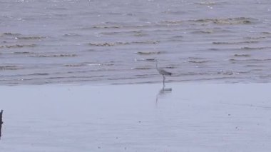 Suda beyaz kuş avı. Kumsalda balık arayan küçük balıkçıl. Egretta Garzetta deniz ya da kıyı şeridinde alçak deniz dalgalarıyla yürüyor ve duruyor.