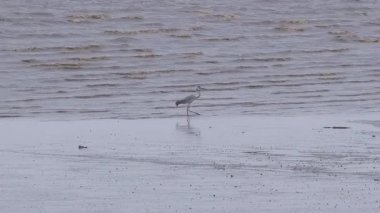 White bird fishing in the water. Little egret searching fish on the beach. Egretta garzetta walking and standing on the seashore or coast with low tide sea wave