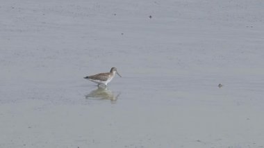 Gri kuyruklu Tattler (Tringa brevipes) çamur düzlüklerinde balık tutuyor. Sukuşu, sular çekildiğinde bataklıkta yiyecek arıyor. Dalgalanan kuşlar sahildeki sığ deniz sularında yiyecek arar.