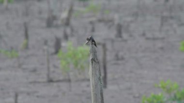 Pacific swallow (Hirundo tahitica) perching on dead tree. A small passerine bird standing on wooden stub. Close up bird rest on tree. Bird grooming feather. Birds in nature