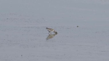 Gri kuyruklu Tattler (Tringa brevipes) çamur düzlüklerinde balık tutuyor. Sukuşu, sular çekildiğinde bataklıkta yiyecek arıyor. Dalgalanan kuşlar sahildeki sığ deniz sularında yiyecek arar.