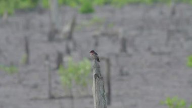 Pacific swallow (Hirundo tahitica) perching on dead tree. A small passerine bird standing on wooden stub. Close up bird rest on tree fly away. Bird grooming feather and singing or chirping