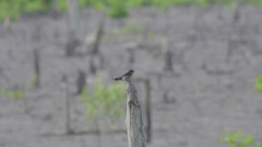 Pacific swallow (Hirundo tahitica) flying and perching on dead tree. Small passerine bird fly in and out on wooden stub. Close up bird rest on broken tree