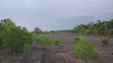 Tropical mangrove trees and dead trees during low tide period with rainforest and cloudy sky background. Summer day travel. Evening sunset.
