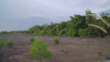 Tropical mangrove trees and dead trees during low tide period with rainforest and cloudy sky background. Summer day travel. Evening sunset. Panning shot