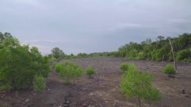Tropical mangrove trees and dead trees during low tide period with rainforest and cloudy sky background. Summer day travel. Evening sunset.