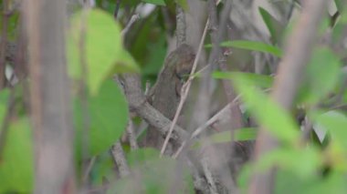 Oryantal bahçe kertenkelesi (Calotes versicolor) bir ağaç dalında bulunur. Vahşi yaşam yeşil kertenkelesi ya da doğadaki iguana sürüngeni. Yakın çekim.