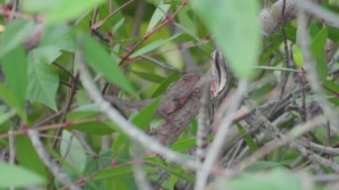 Oryantal bahçe kertenkelesi (Calotes versicolor) bir ağaç dalında bulunur. Vahşi yaşam yeşil kertenkelesi ya da doğadaki iguana sürüngeni. Yakın çekim.