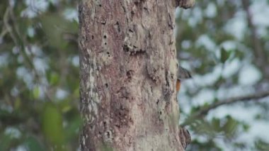 Bir dişi Alev (Dinopium javanense) doğada böcek gibi yiyecek bulur. Ağaçkakan çürüyen bir ağaç gövdesinde böcek avlar.
