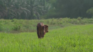 Cow on the beautiful meadow. Cow grazing on green grass field. Cow looking at the camera in a sunny day. Cow on livestock farming. Brown cow walking on grass field