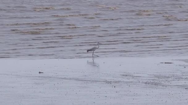 White Bird Fishing Water Little Egret Searching Fish Beach Egretta — Vídeo de Stock