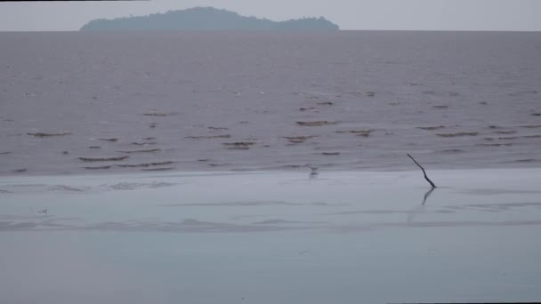 Witte Vogel Vissen Het Water Kleine Berouw Bij Het Zoeken — Stockvideo