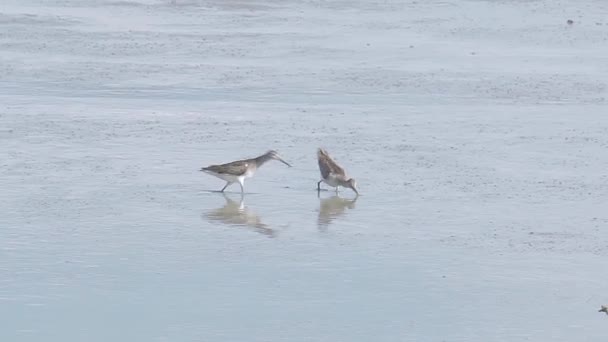 Grey Tailed Tattler Tringa Brevipes Eating Crab Mudflats Water Bird — Video Stock