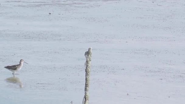 Grey Tailed Tattler Tringa Brevipes Eating Crab Mudflats Water Bird — Stockvideo