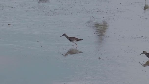 Grey Tailed Tattler Tringa Brevipes Eating Crab Mudflats Water Bird — стоковое видео