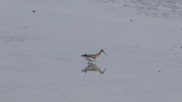 Grey Tailed Tattler Tringa Brevipes Eating Crab Mudflats Water Bird — Video Stock