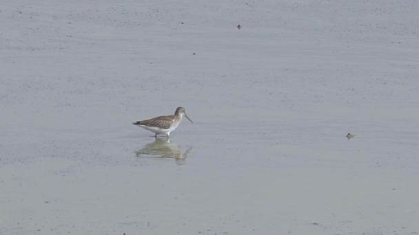 Grey Tailed Tattler Tringa Brevipes Fishing Mudflats Water Bird Wandering — Video Stock