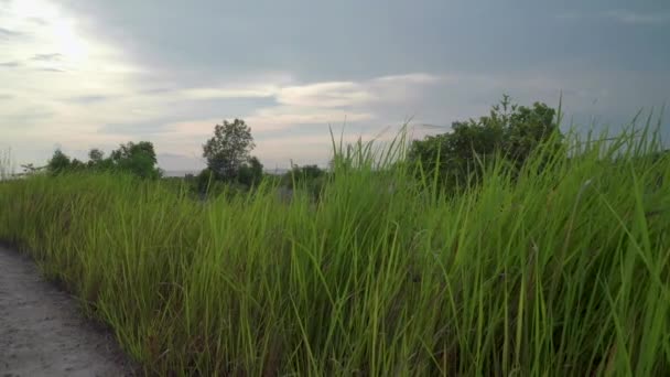 Gravel Road Green Grass Field Sunset Countryside Dirt Road Waving — 비디오