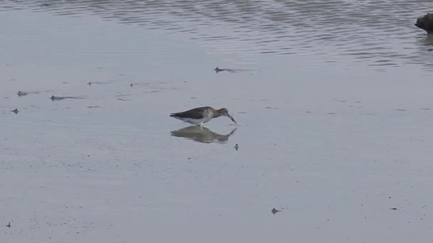 Grey Tailed Tattler Tringa Brevipes Eating Crab Mudflats Water Bird — Video Stock