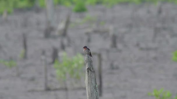Pacific Swallow Hirundo Tahitica Perching Dead Tree Small Passerine Bird — Stock video