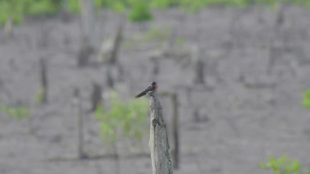 Tichomořské Vlaštovky Hirundo Tahitica Létají Usazují Suchém Stromě Malí Ptáčci — Stock video