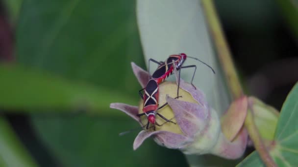 Cotton Stainer Bug Dysdercus Decussatus Mating Flower Bud Pair Red — Stock video