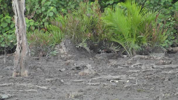 Water Monitor Lizard Swamp Mud Flats Clouded Monitor Lizard Giant — Vídeos de Stock
