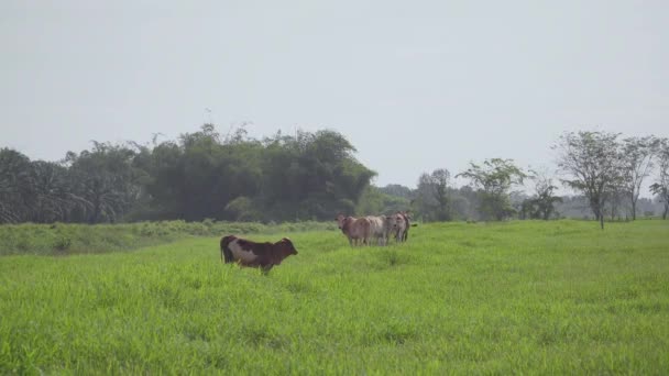 Αγελάδα Στο Όμορφο Λιβάδι Αγελάδες Βόσκουν Πράσινο Γρασίδι Αγελάδα Κοιτάζοντας — Αρχείο Βίντεο